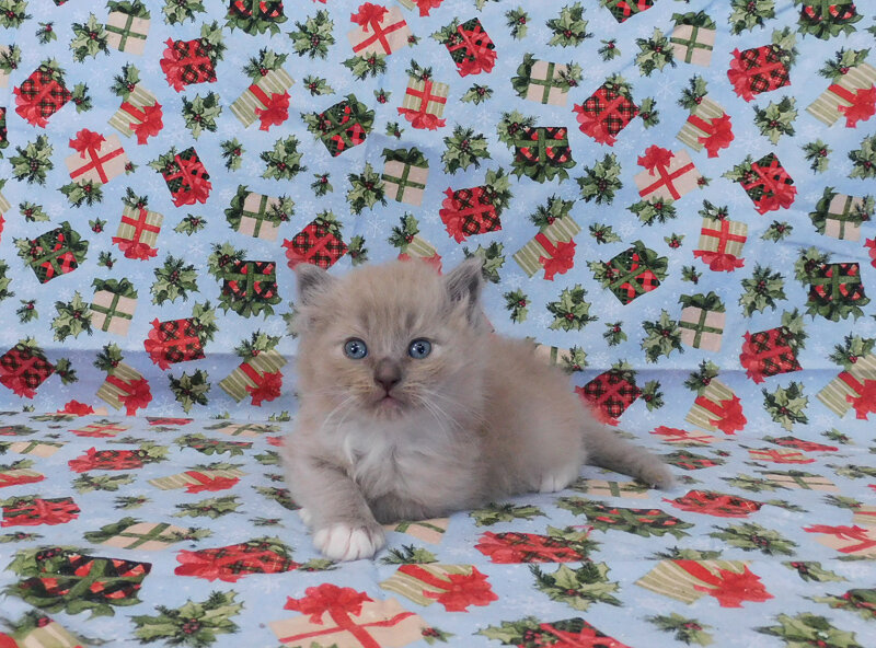 Apple - Blue Mitted Sepia Male Ragdoll Kitten