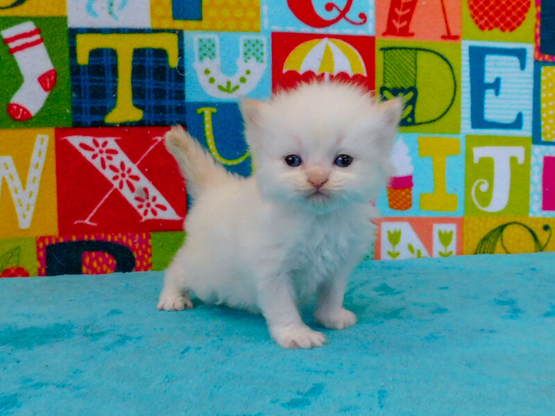 Finn - Cream Pointed Male Ragamuffin Kitten