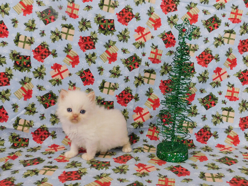 Prince Charming - Red Pointed Male Ragamuffin Kitten