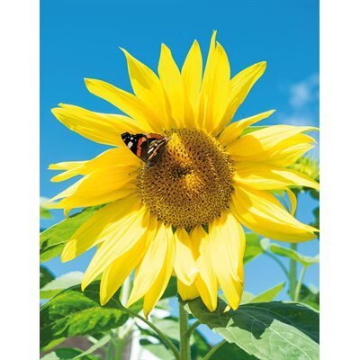 Cahier spiral 8.5x11 Tournesol couvert plastique 80 fls (K1-9)