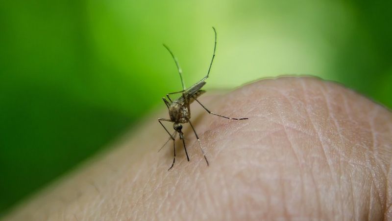 INSECTES ET VERMINES