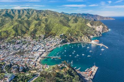 Catalina Trip - Purple Cluster