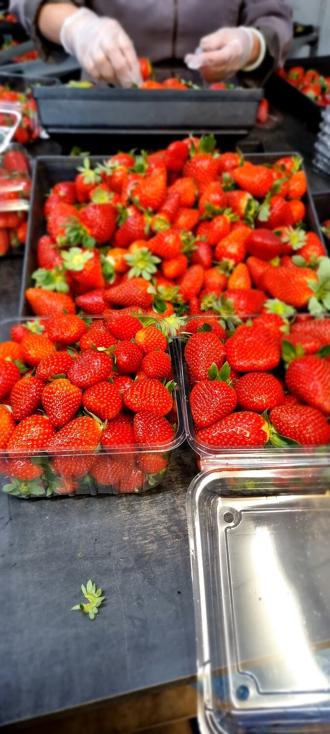 1kg Punnet Strawberry - Small/Medium