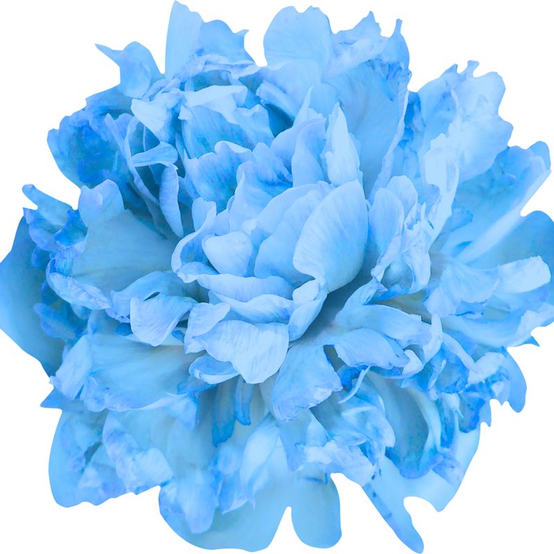 Artificial Pale Blue Hydrangea Flower Bunch