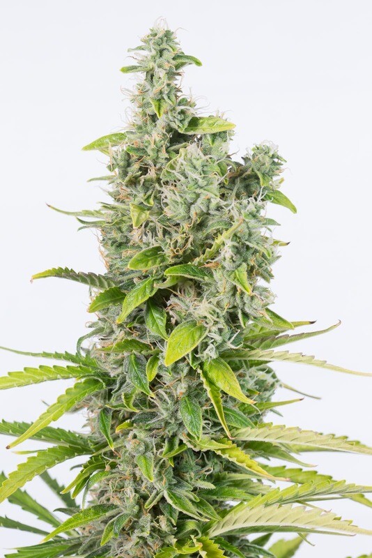 AUTOFLORECIENTE AMNESIA CBD