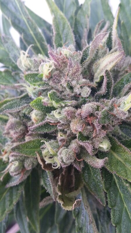 AUTOFLORECIENTE COMPASSION LIME CBD
