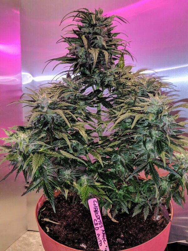 AUTOFLORECIENTE CHARLOTTE'S ANGEL CBD