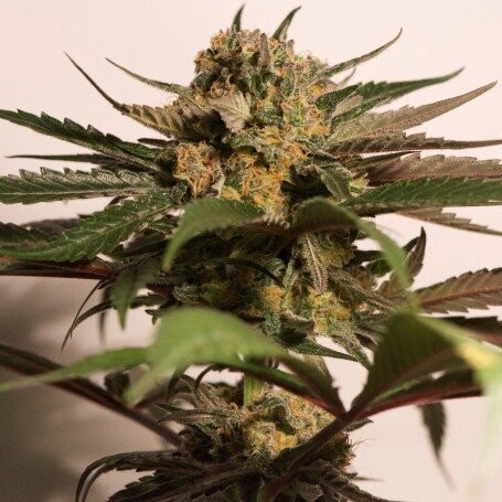 BLUE SHARK CBD