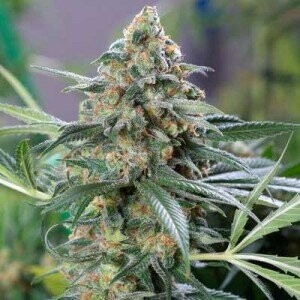 OG KUSH CBD