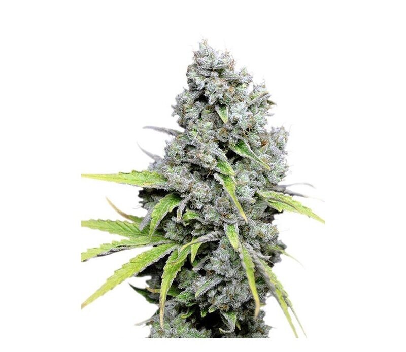 SKUNK HAZE CBD