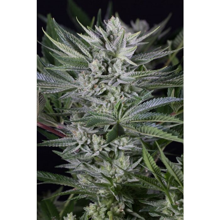 GORILLA CBD