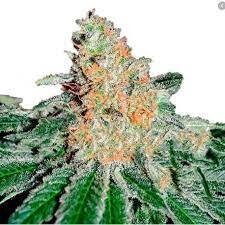 CBD JAM