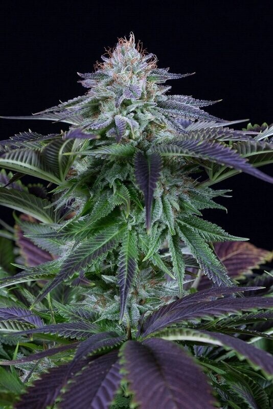 KUSH CBD