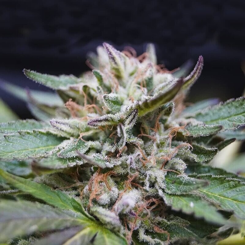 GORILLA GLUE FASTER