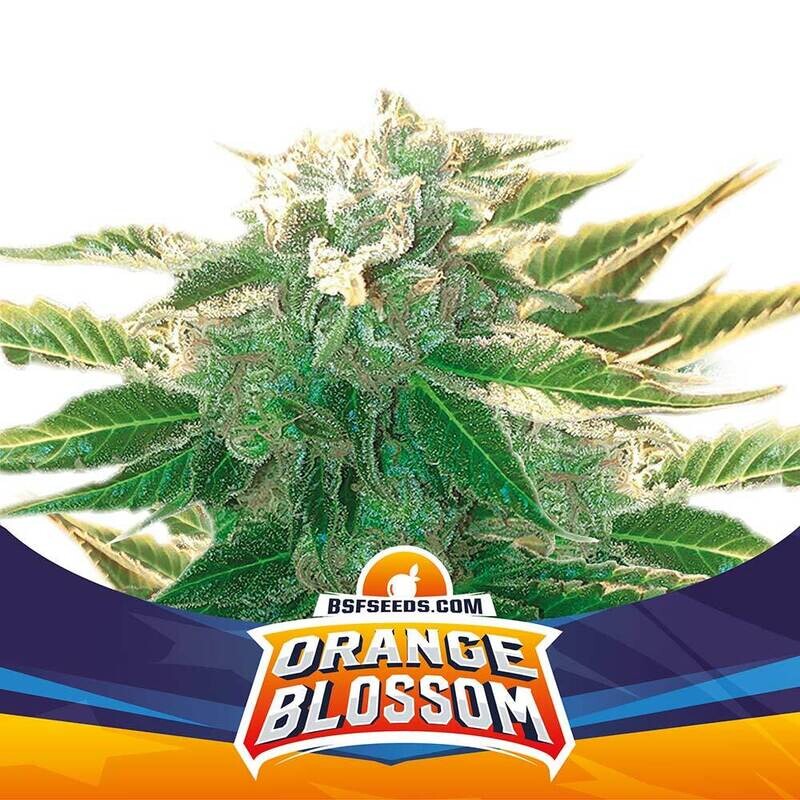 ORANGE BLOSSOM XXL AUTOFLORECIENTE (X2) o (X4)