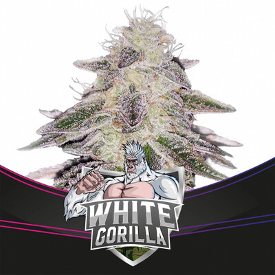 WHITE GORILLA(X2) o (X4)