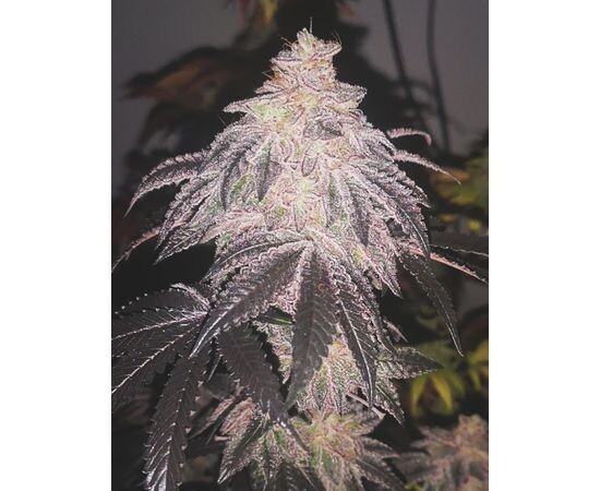 Cookies Sherbert Autofloreciente (X3)