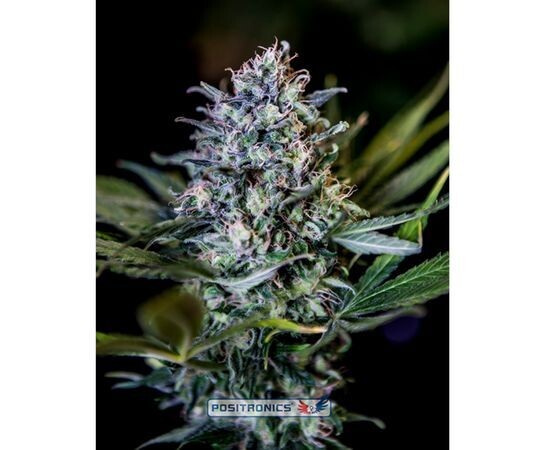 BLACK WIDOW CBD