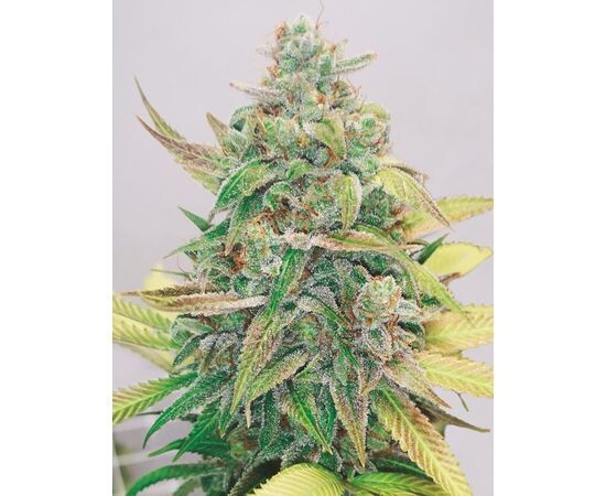 Strawberry Cake CBD (X3)