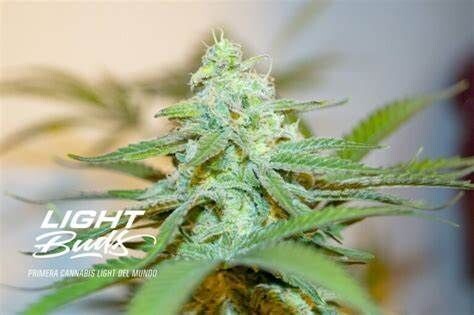 LAFANTA FEM CBD  (X2) – BSF LIGHT BUDS