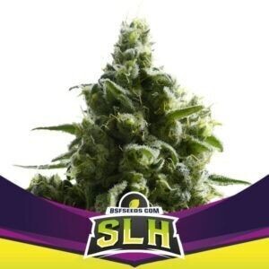 SLH – Super Lemon Haze