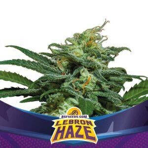 LEBRON HAZE AUTO (X2) o (X4)