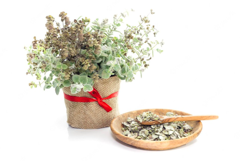 Oregano