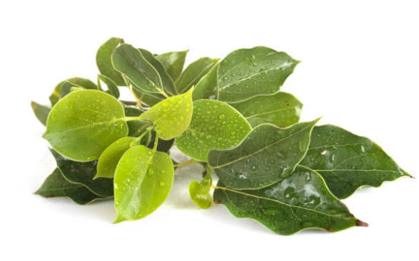 Camphor (White)