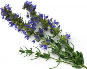 Hyssop