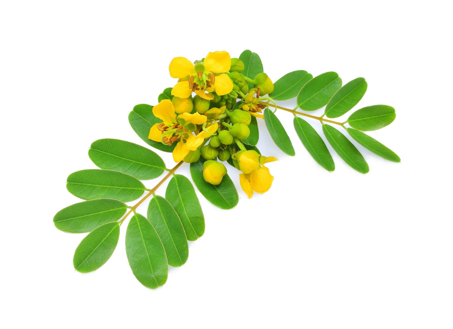 Cassia
