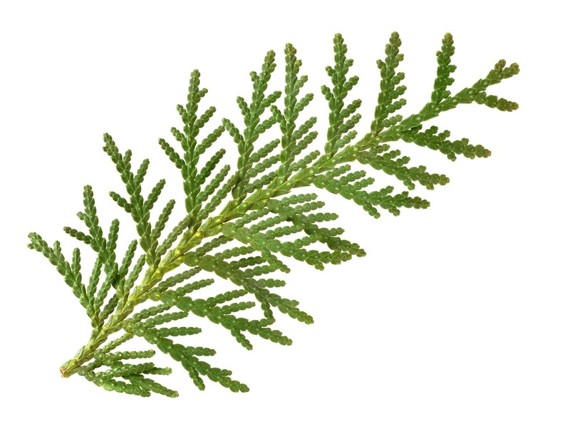 Cedar Leaf