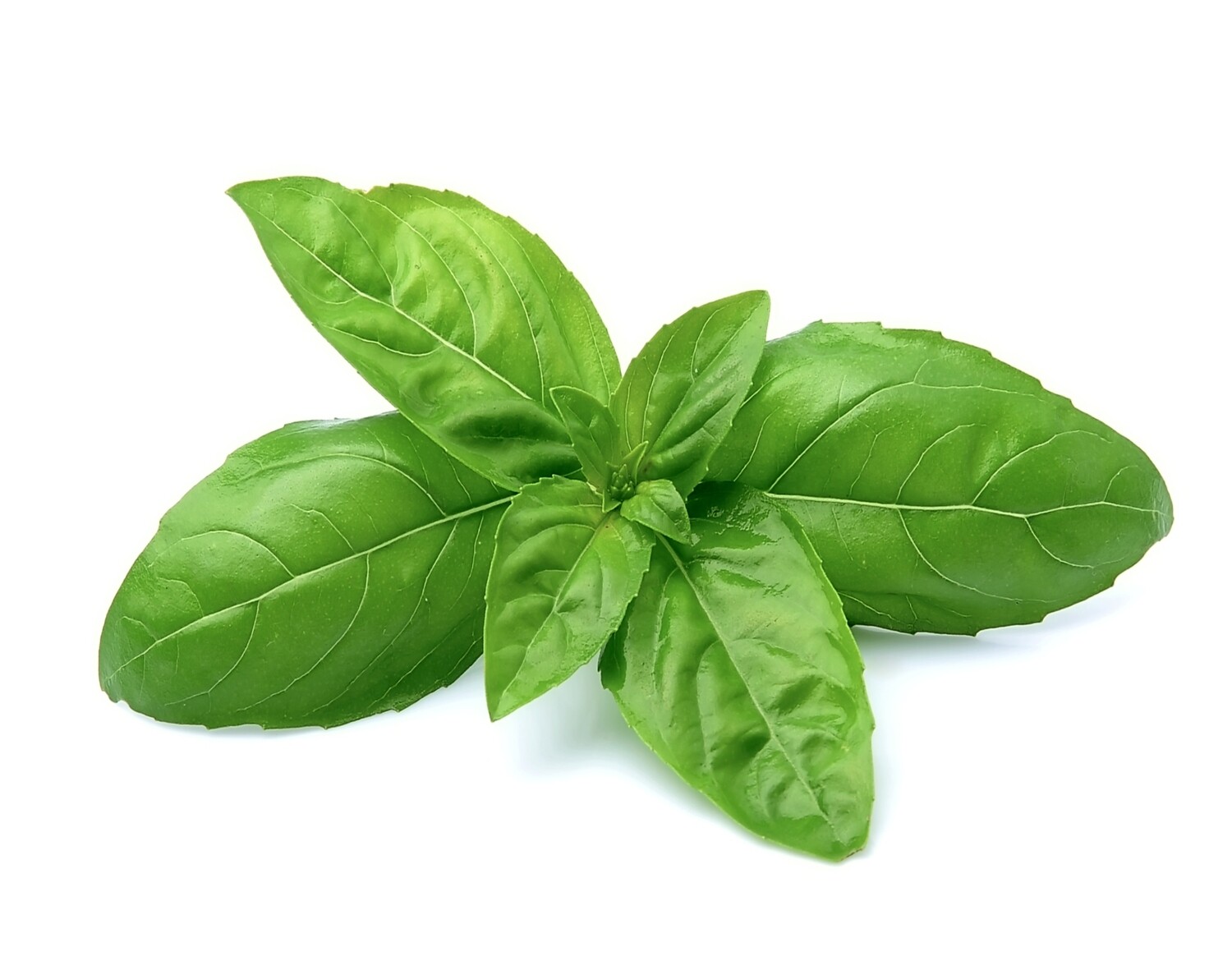 Basil Oil