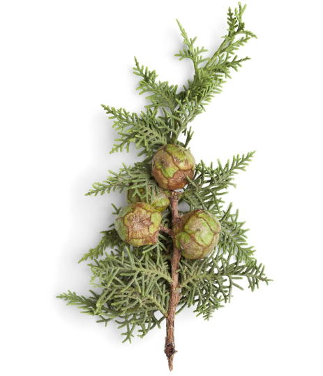 Cypress