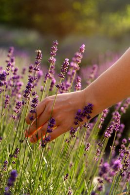 ​Lavender Essential Oil – The Calming Classic for Mind, Body &amp; Home