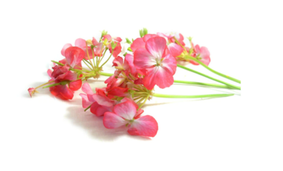 Geranium