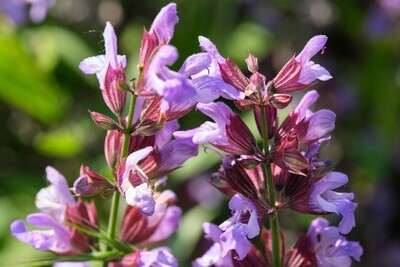 Clary Sage