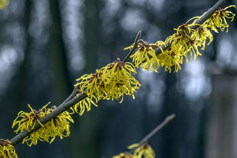 Witch hazel 500ml