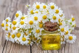 Chamomile Roman Bulk