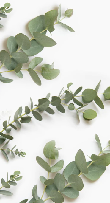 Eucalyptus Smithii Bulk