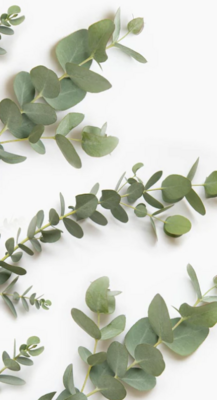 Eucalyptus Smithii Bulk
