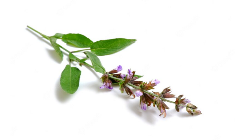 Clary Sage Bulk