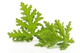 Citronella Bulk