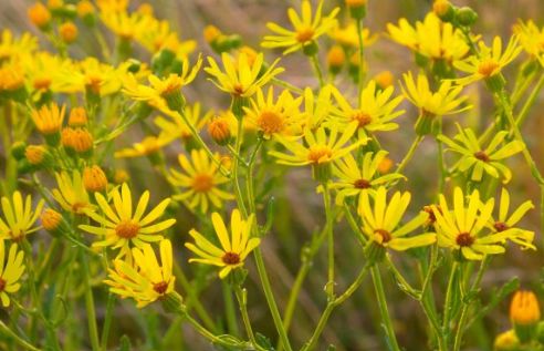 Arnica 1L