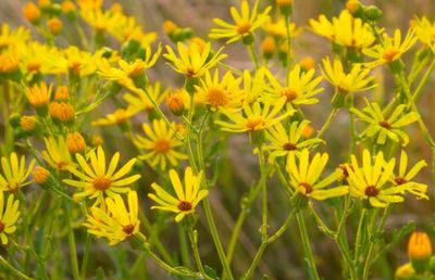 Arnica 1L