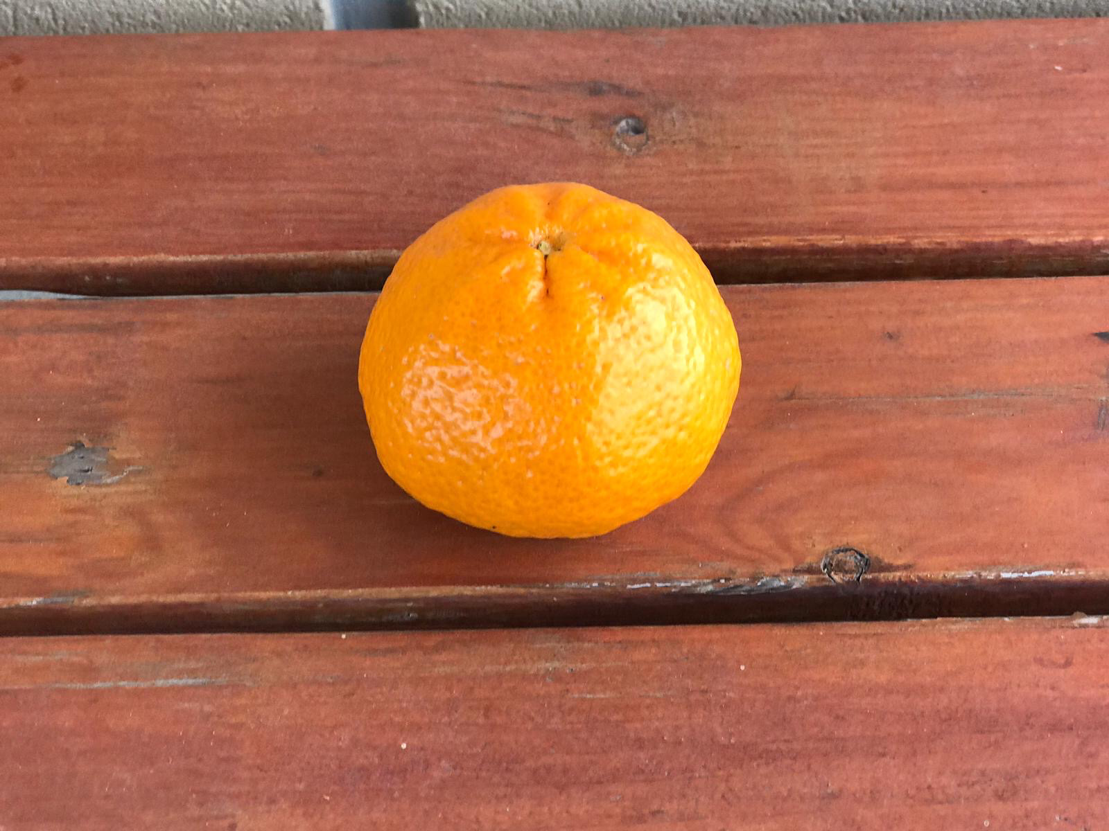 Mandararanci bio (senza semi)