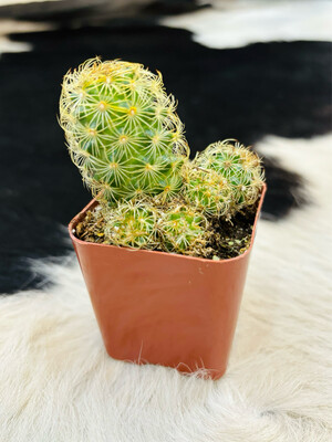 Lady Fingers Cactus