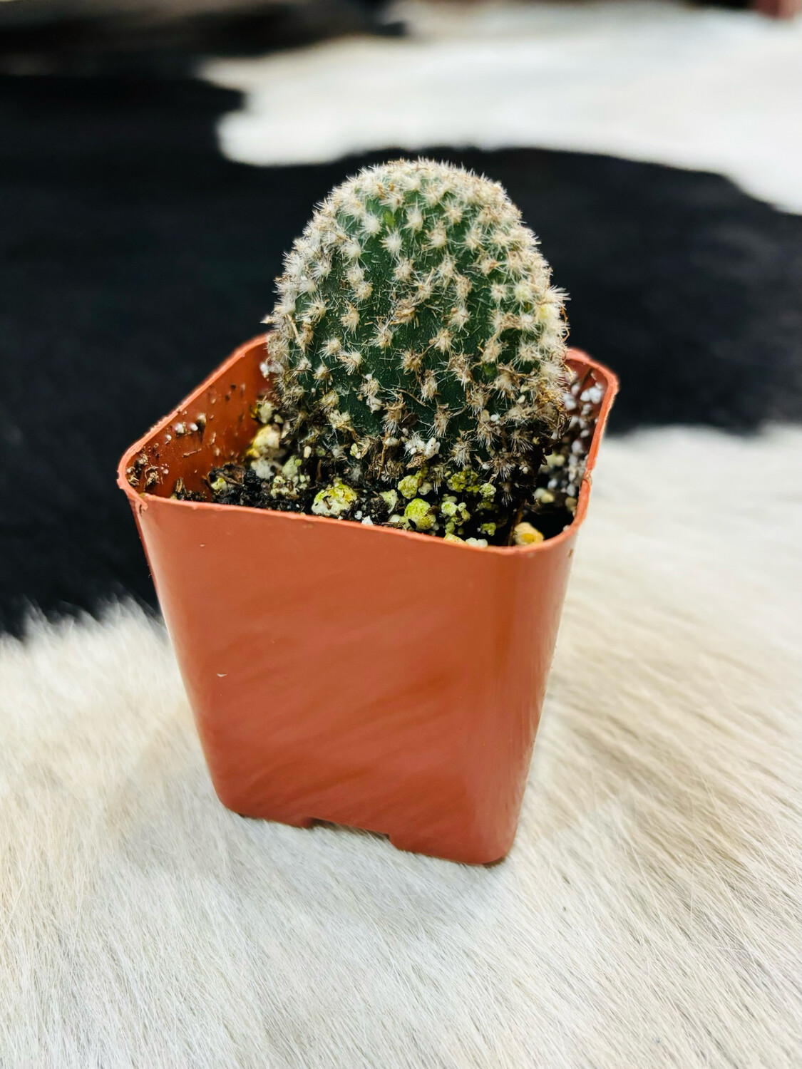 Bunny Ear Cactus