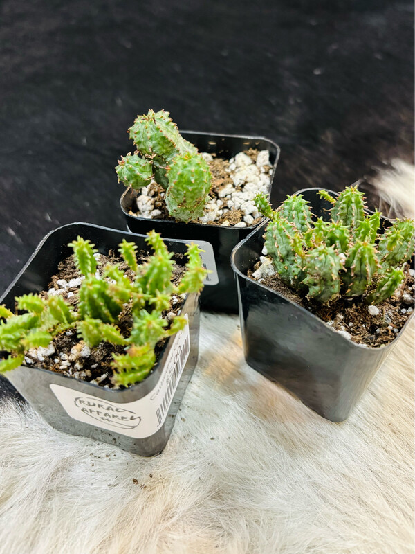 Cathedral Cactus