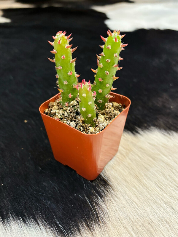 Eve&#39;s Pin Cactus