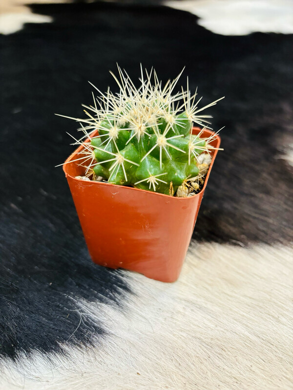 Hedgehog Cactus
